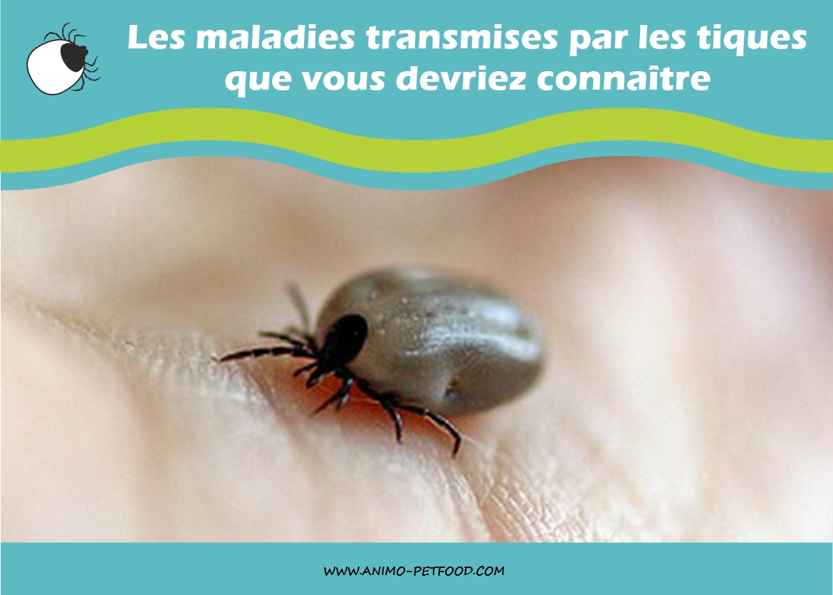 Les maladies transmises par les tiques que vous devriez connaître